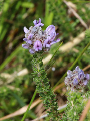 Aspalathus globulosa