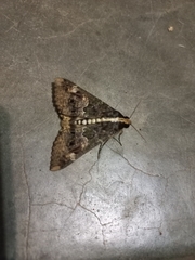 Sphingomorpha chlorea