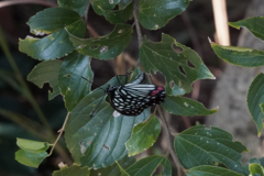 Hestina assimilis