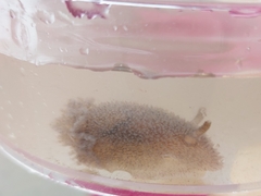 Acanthodoris pilosa