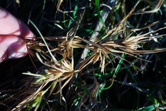 Themeda