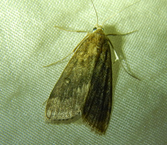 Parapoynx stratiotata