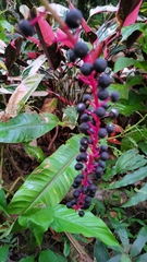 Phytolacca rivinoides