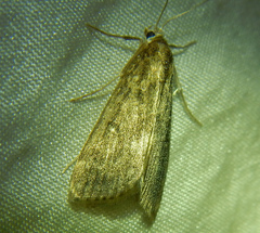 Parapoynx stratiotata