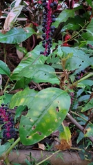 Phytolacca rivinoides