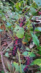 Phytolacca rivinoides