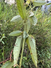 Malvaceae