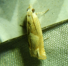 Eucosma conterminana