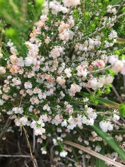 Erica formosa
