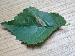 Phyllonorycter schreberella