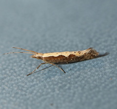 Plutella xylostella-australiana