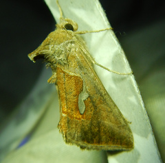 Macdunnoughia confusa