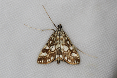 Elophila nymphaeata