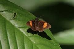 Koruthaialos rubecula