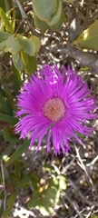 Carpobrotus deliciosus