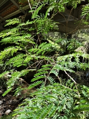 Cenostigma eriostachys