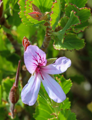 Pelargonium betulinum