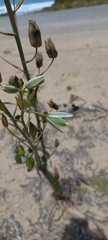 Albuca canadensis
