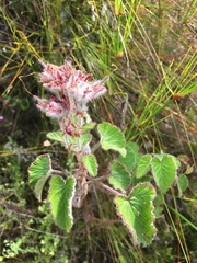 Pelargonium cordifolium