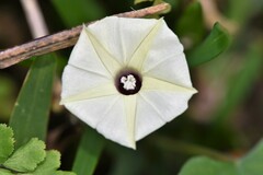 Ipomoea obscura