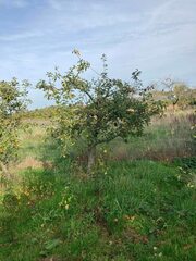 Monilinia fructigena