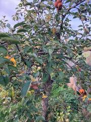 Monilinia fructigena