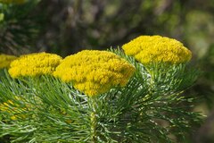 Hymenolepis crithmifolia