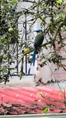 Momotus aequatorialis