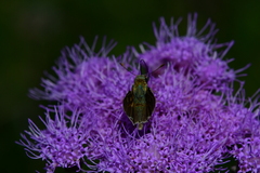 Hesperia attalus slossonae