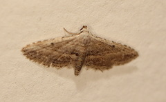 Araeopteron canescens