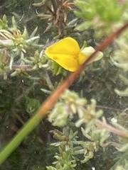 Aspalathus retroflexa