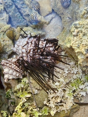 Echinometra lucunter