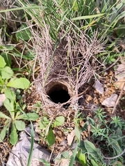 Lycosa tarantula