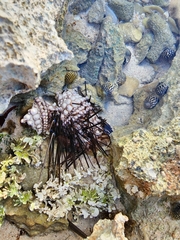 Echinometra lucunter