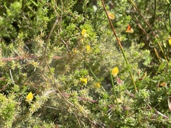 Aspalathus retroflexa