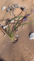 Gladiolus gueinzii