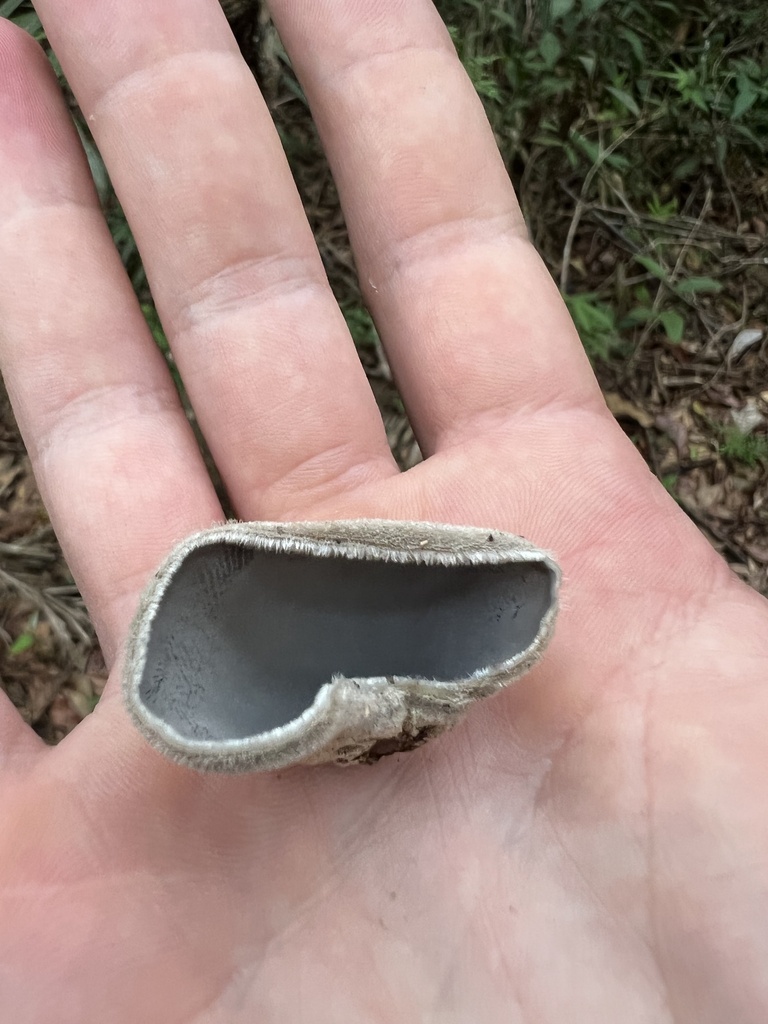 Auricularia nigricans · October 2022 · photo: © nbareschu (iNaturalist, cc-by)