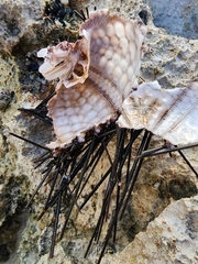 Echinometra lucunter