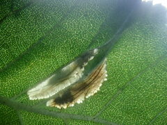 Phyllonorycter schreberella