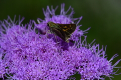 Hesperia attalus slossonae