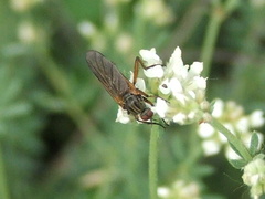 Empis bistortae