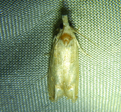 Eucosma conterminana