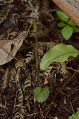 Corybas cheesemanii