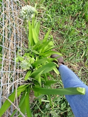 Schizocarphus nervosus