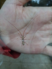 Olenecamptus bilobus