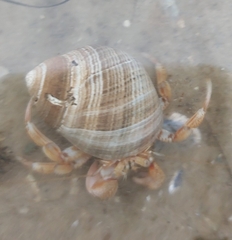 Pagurus bernhardus