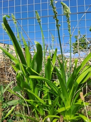 Schizocarphus nervosus