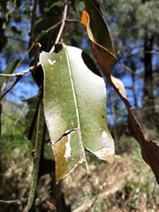Corymbia henryi