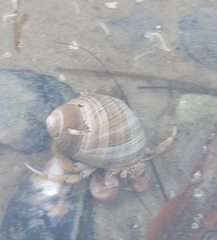 Pagurus bernhardus