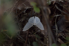 Poecilasthena pulchraria